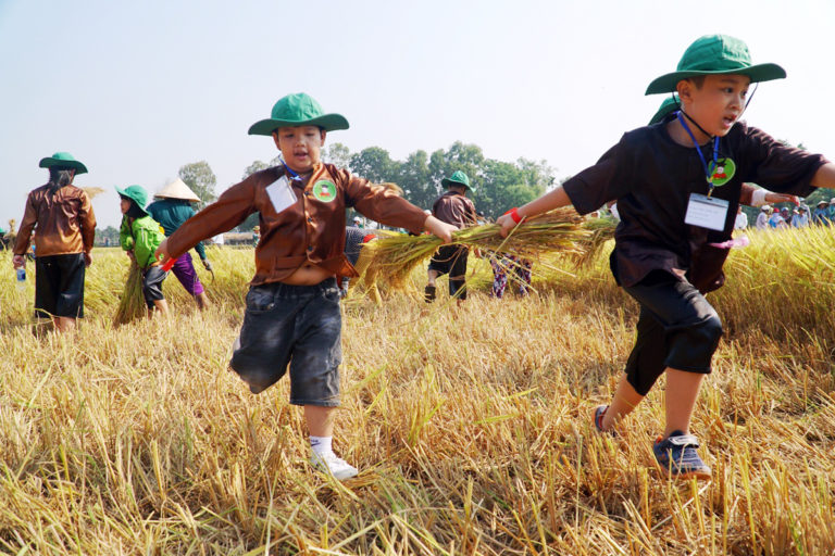 Sáng cùng ngày, các em học sinh đã thi gom lúa sau khi các nông dân gặt.